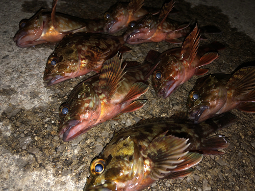 カサゴの釣果