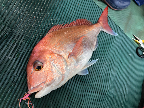 マダイの釣果