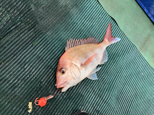 マダイの釣果