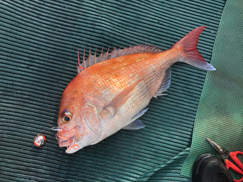 マダイの釣果