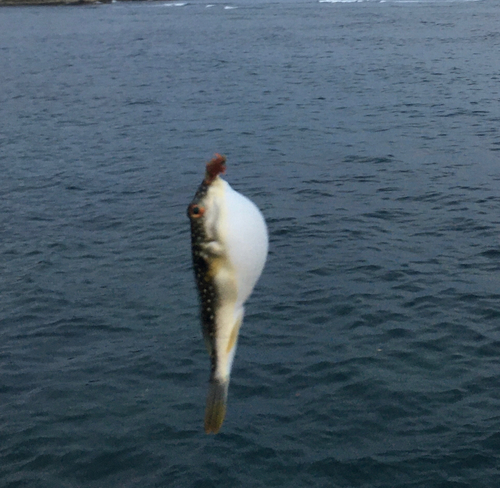 フグの釣果