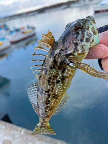 アナハゼの釣果