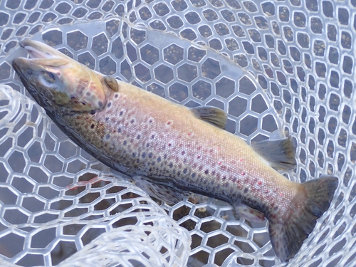 ブラウントラウトの釣果