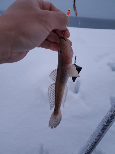 ハゼの釣果