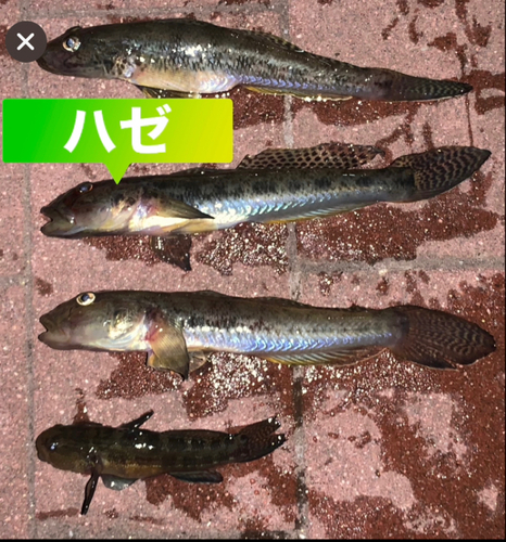 ハゼの釣果