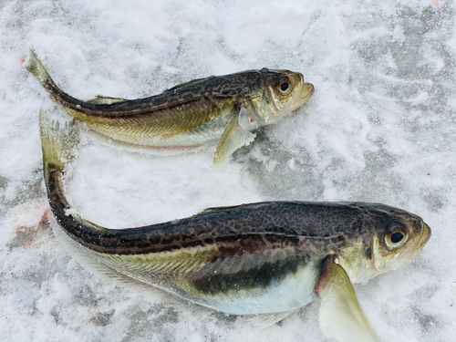 ハタハタの釣果