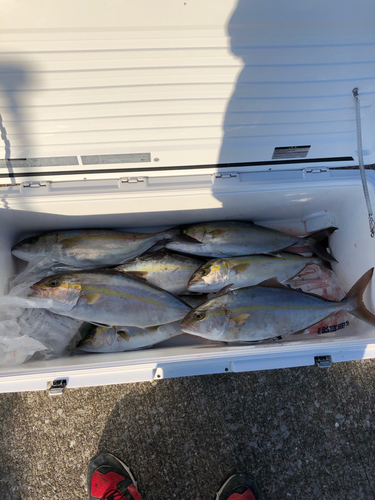 カンパチの釣果