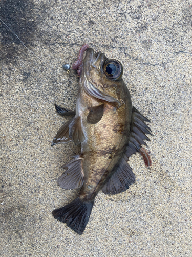 クロメバルの釣果