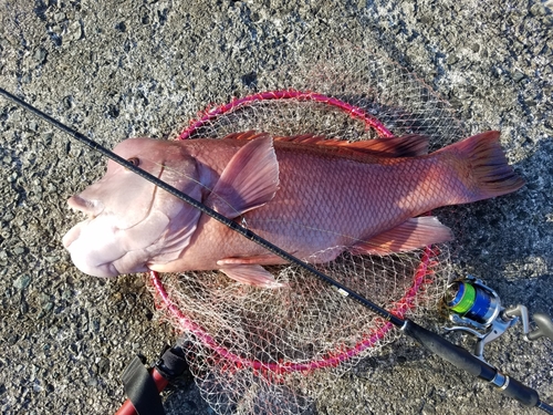 コブダイの釣果