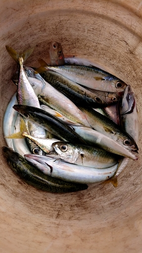 サバの釣果