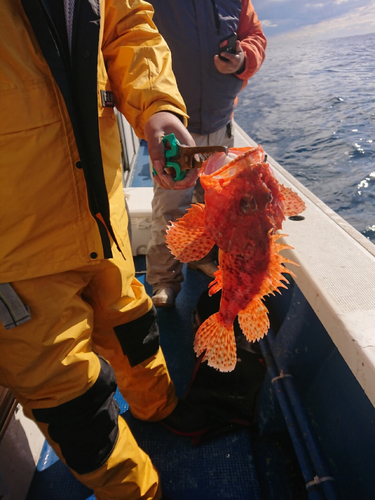 メジロの釣果