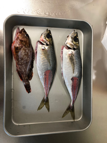 アジの釣果