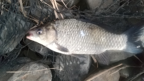 フナの釣果