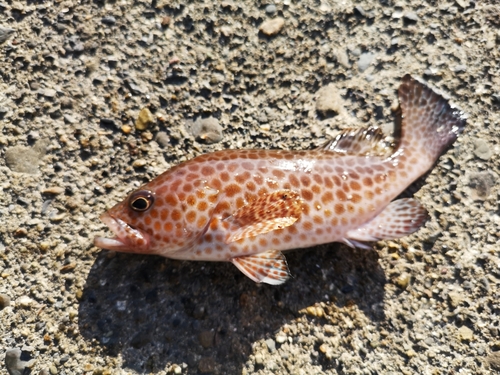 オオモンハタの釣果