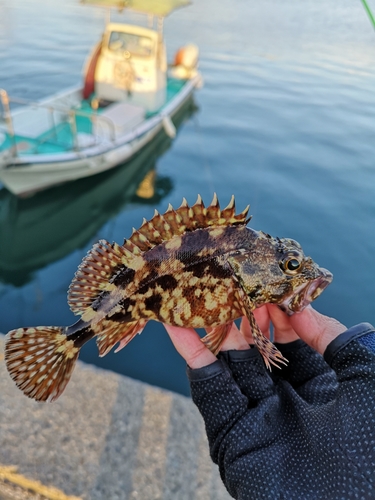 カサゴの釣果