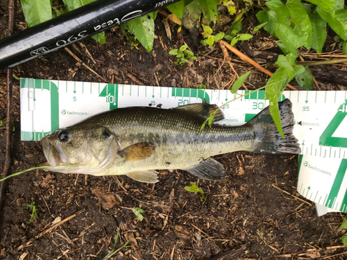 ブラックバスの釣果