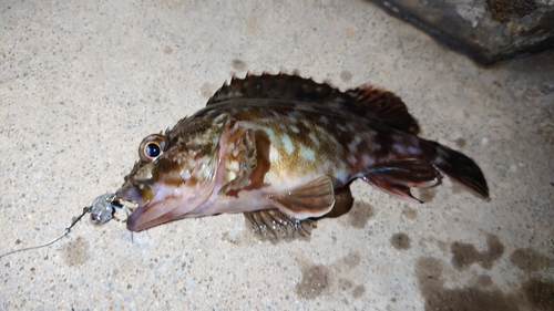 カサゴの釣果