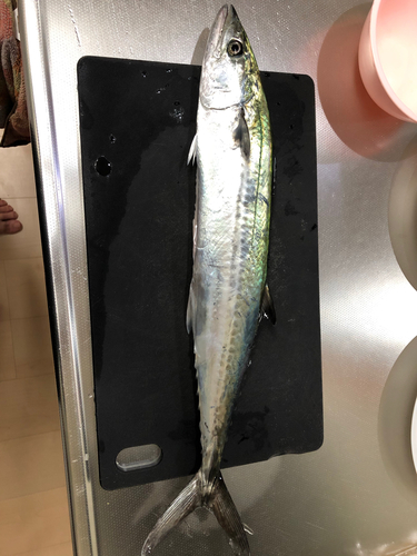 サゴシの釣果