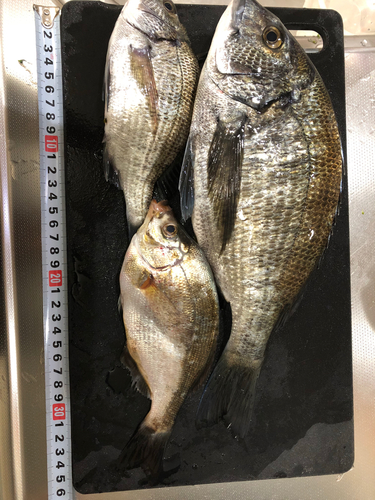 クロダイの釣果