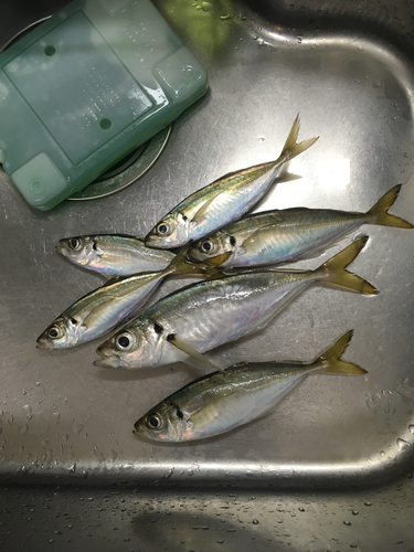 アジの釣果