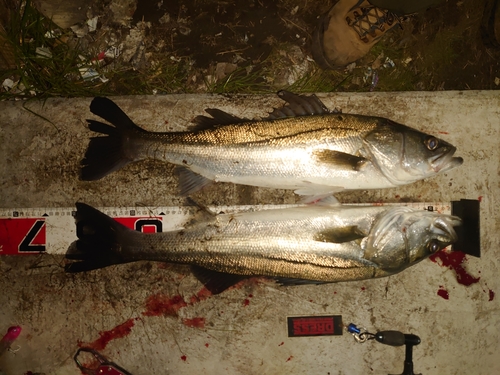 シーバスの釣果