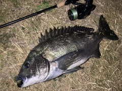 チヌの釣果