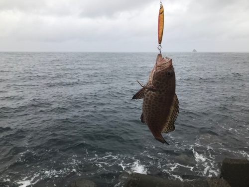 オオモンハタの釣果