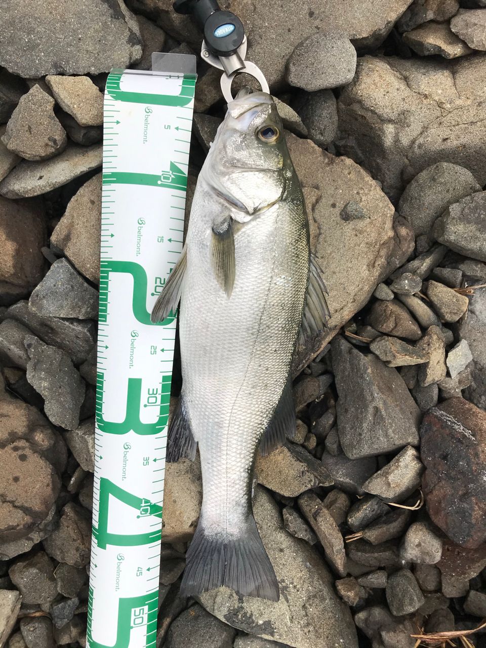 フッコ（ヒラスズキ）