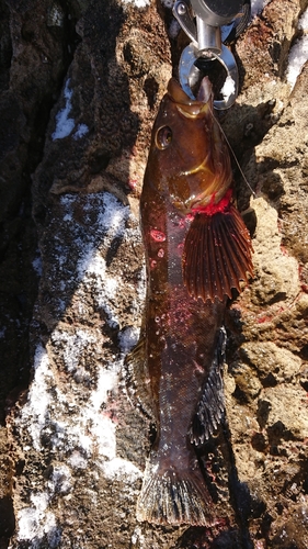 アイナメの釣果