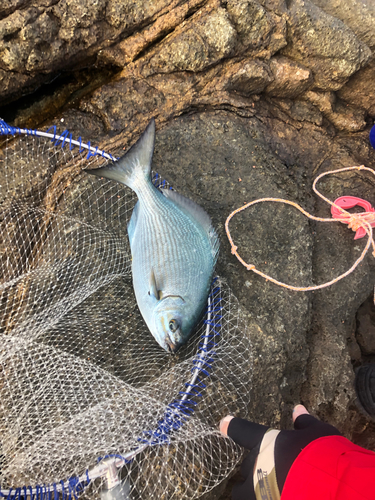 イスズミの釣果