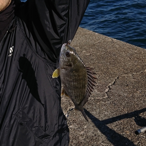 キビレの釣果