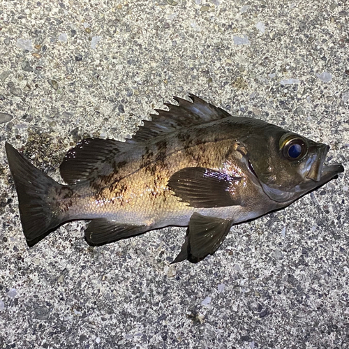 クロメバルの釣果