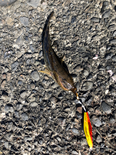 マハゼの釣果