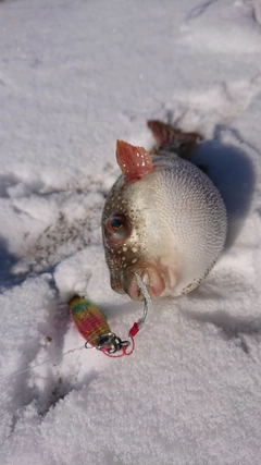 クサフグの釣果