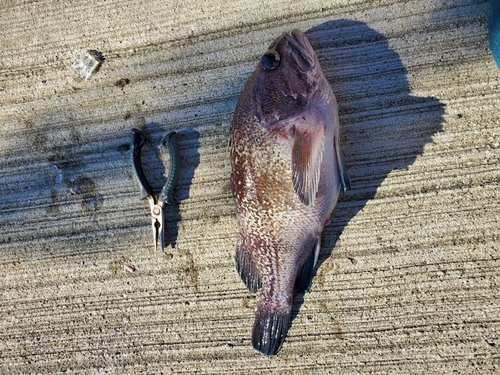 マゾイの釣果