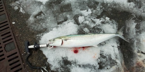 サゴシの釣果