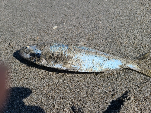 コノシロの釣果