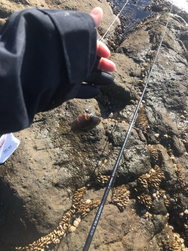 タカノハダイの釣果