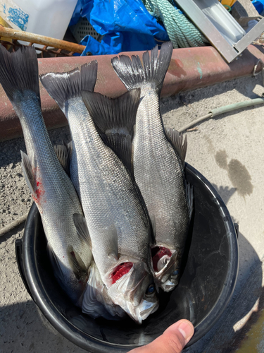 ヒラスズキの釣果