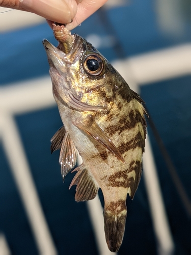 メバルの釣果