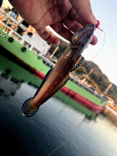 ニシキハゼの釣果