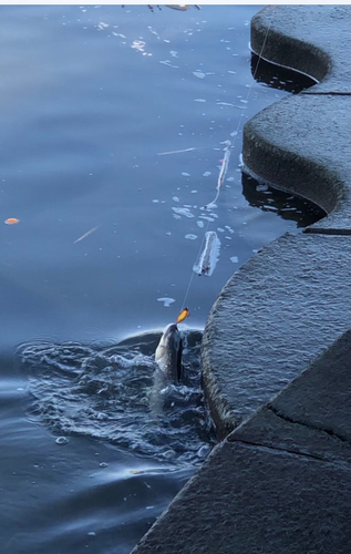 ニゴイの釣果