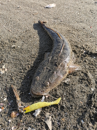 マゴチの釣果