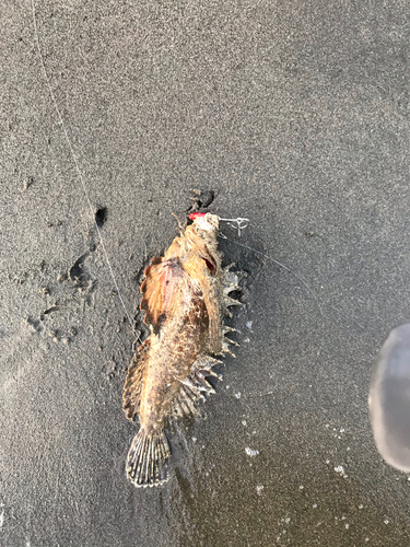 オニオコゼの釣果