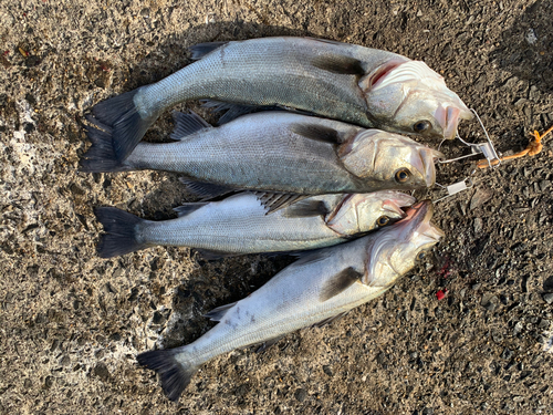 シーバスの釣果