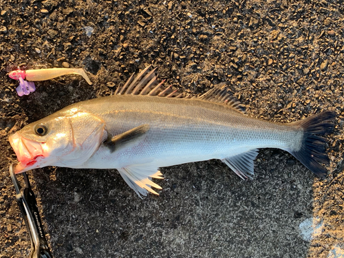 シーバスの釣果