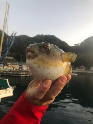 アカメフグの釣果