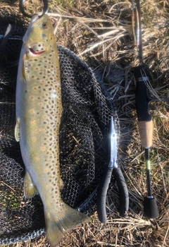 ブラウントラウトの釣果