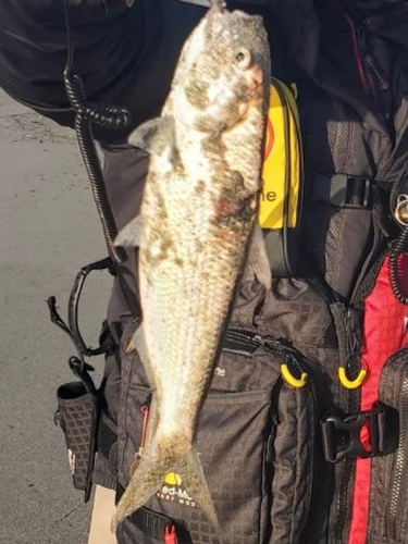 コノシロの釣果