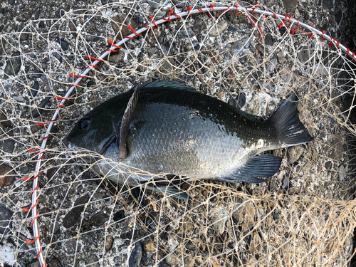 グレの釣果